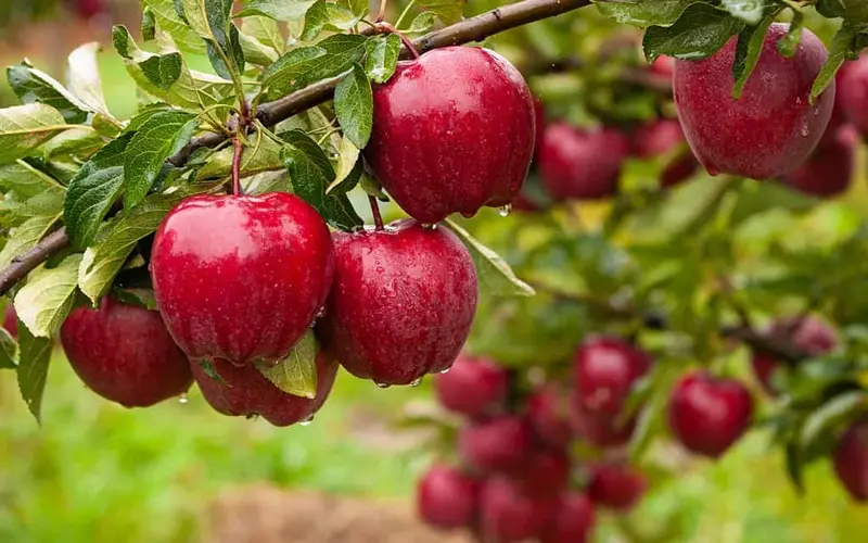 چرا درخت سیب گل می‌دهد ولی میوه نمی‌دهد؟