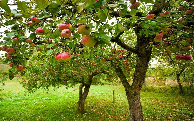 چرا درخت سیب بار نمیدهد؟
