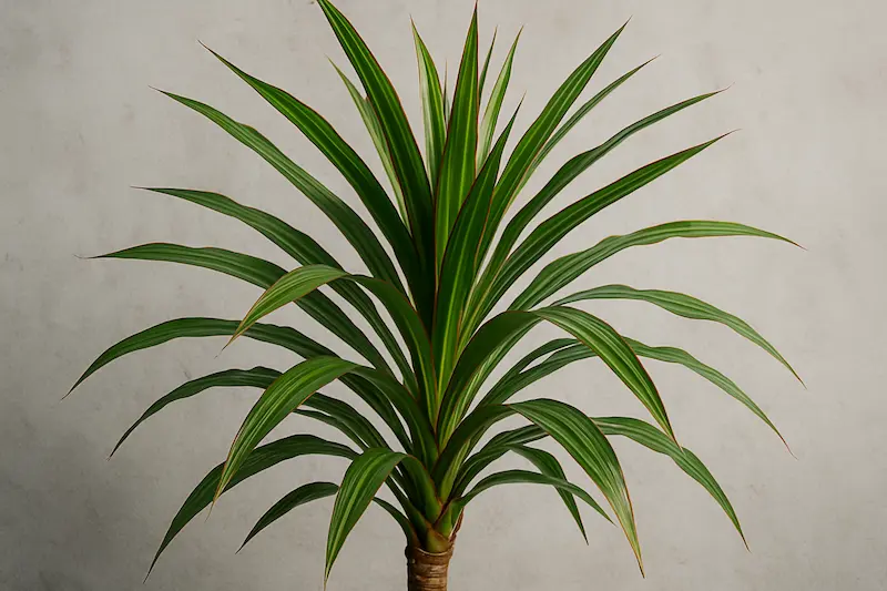 دراسنا (Dracaena) – مبارزه با سموم هوا