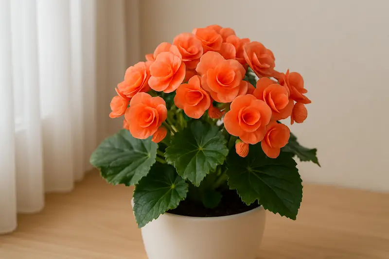 بگونیا (Begonia)
