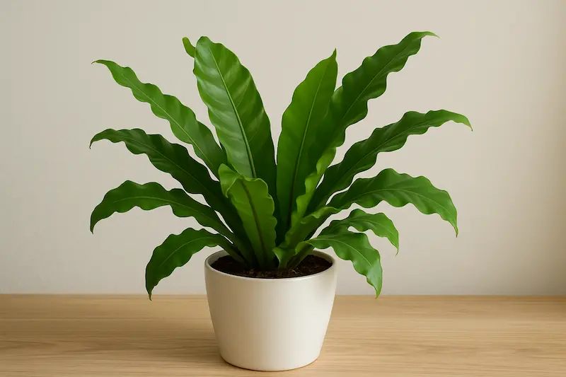 سرخس لانه‌پرنده (Bird's Nest Fern)