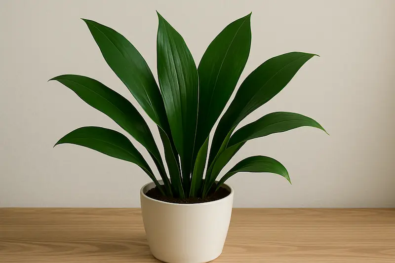 برگ‌عبایی (Aspidistra / Cast Iron Plant)