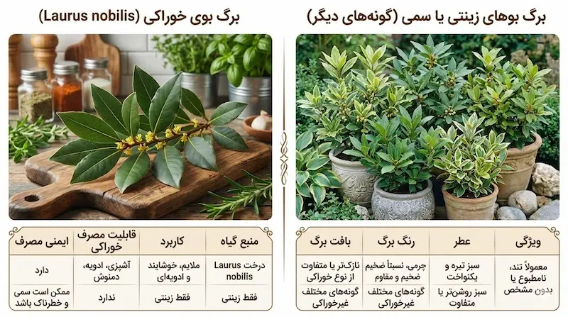 تفاوت برگ بوی خوراکی با برگ بوهای زینتی