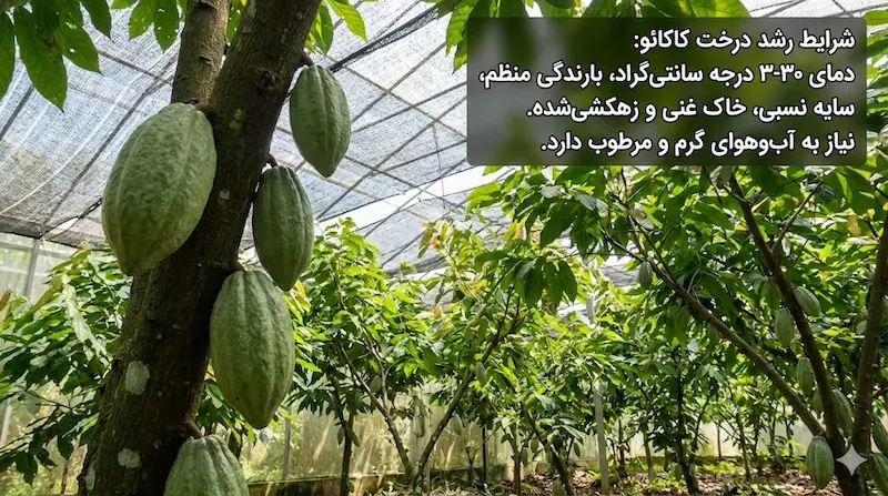 شرایط رشد درخت کاکائو