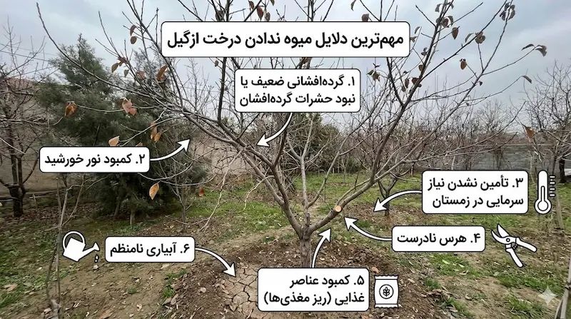 مهمترین دلایل میوه ندادن درخت ازگیل