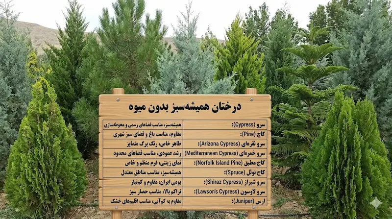 درختان همیشه‌سبز بدون میوه