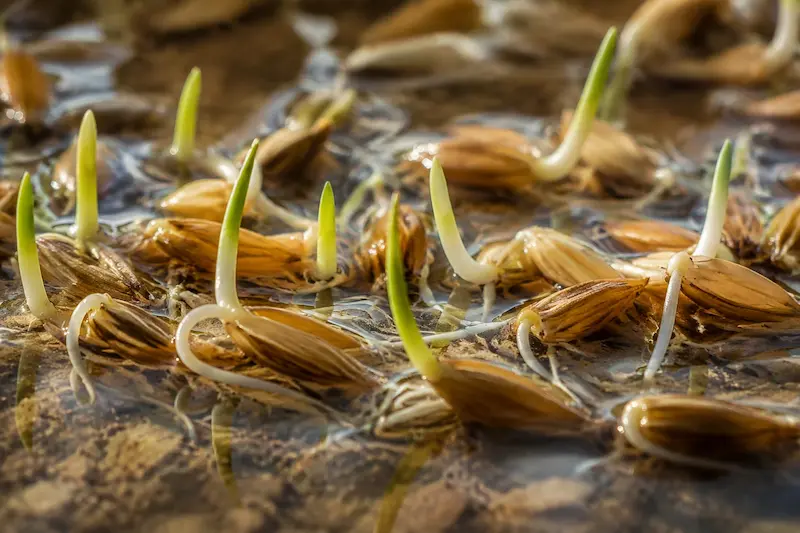 جوانه زدن دانه برنج در آب