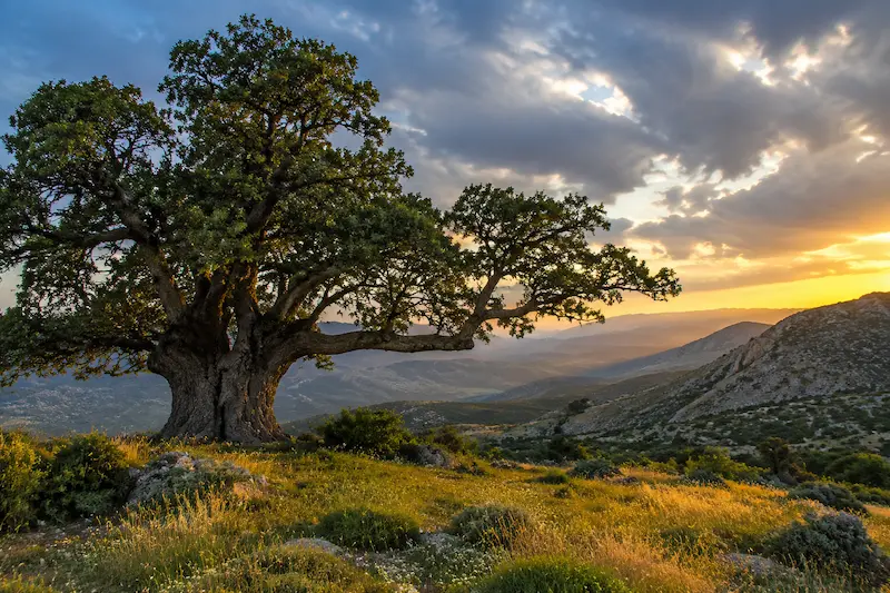 ۱. بلوط؛ ستون استوار زاگرس
