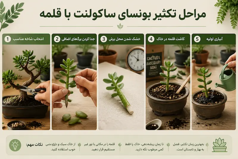 مراحل تکثیر بونسای ساکولنت با قلمه