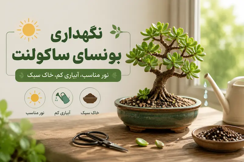 نگهداری بونسای ساکولنت در خانه