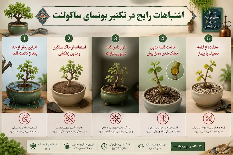 اشتباه رایج که باعث از بین رفتن بونسای ساکولنت میشود