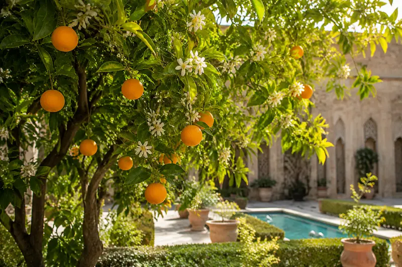 ۴. نارنج؛ عطر خوش زندگی در حیاط ایرانی