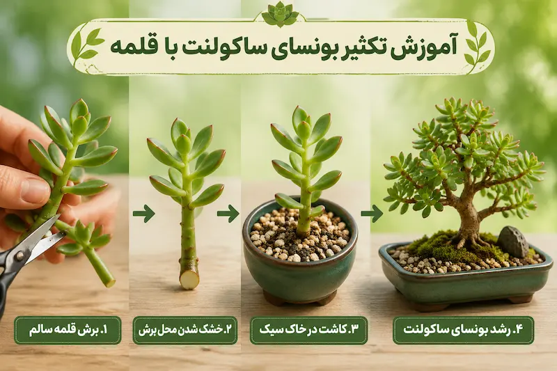 آموزش تکثیر بونسای ساکولنت از طریق قلمه