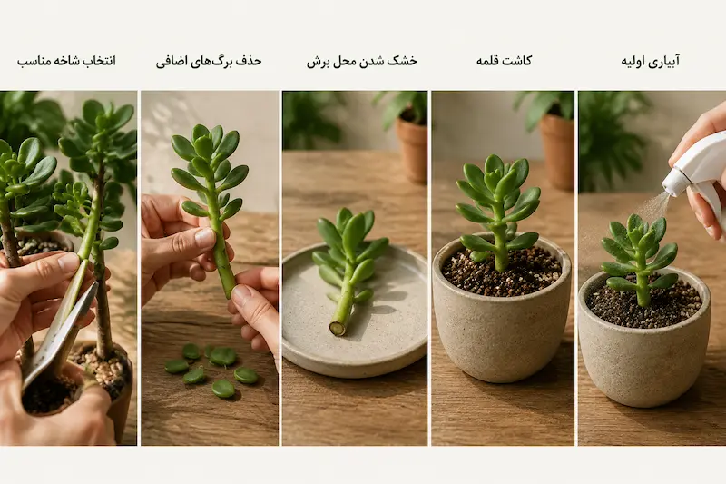 مراحل تکثیر بونسای ساکولنت با قلمه