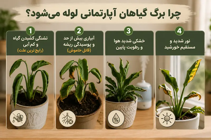 چرا برگ‌ گیاهان لوله می‌شوند؟