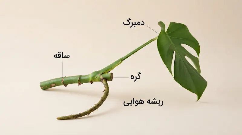 مونسترا از چه قسمت‌هایی تشکیل شده است؟