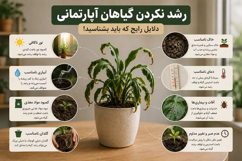 رشد نکردن گیاهان آپارتمانی