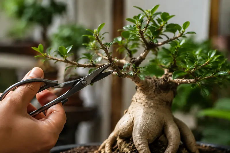 روش تکثیر بونسای جنسینگ