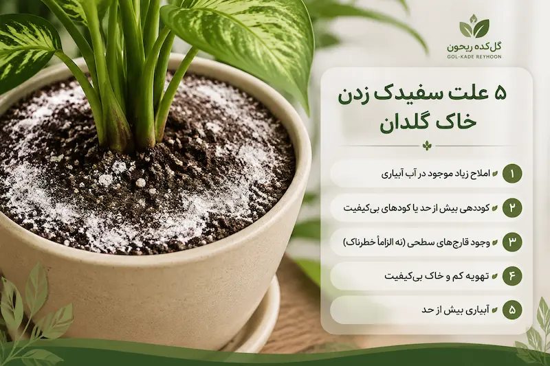 چرا خاک گلدان سفید میشود؟