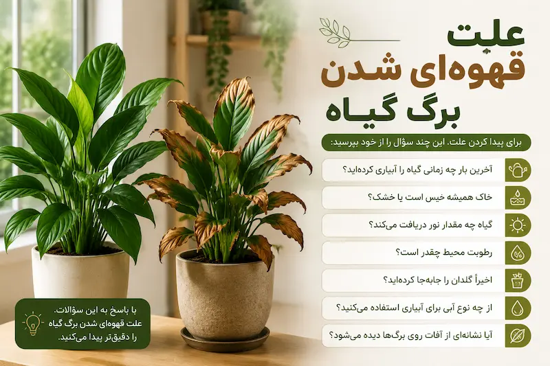 علت قهوه‌ای شدن برگ گیاه