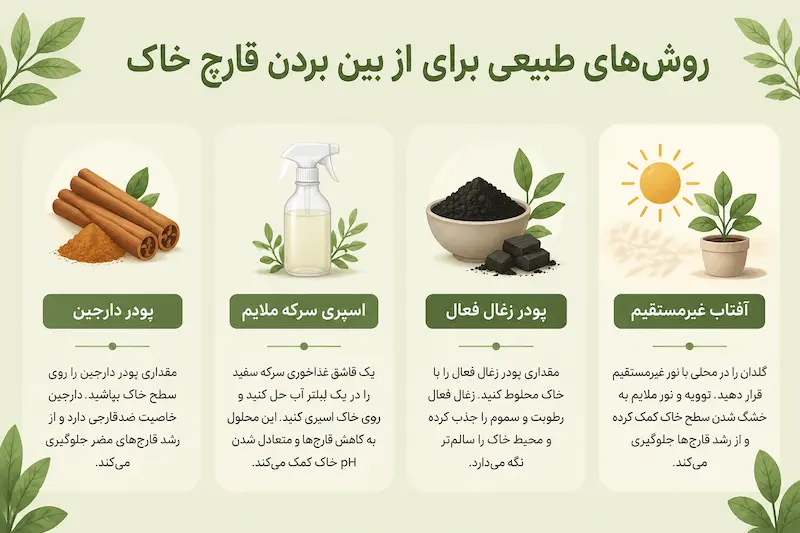 چگونه با روشهای طبیعی، قارچ خاک را از بین ببریم؟