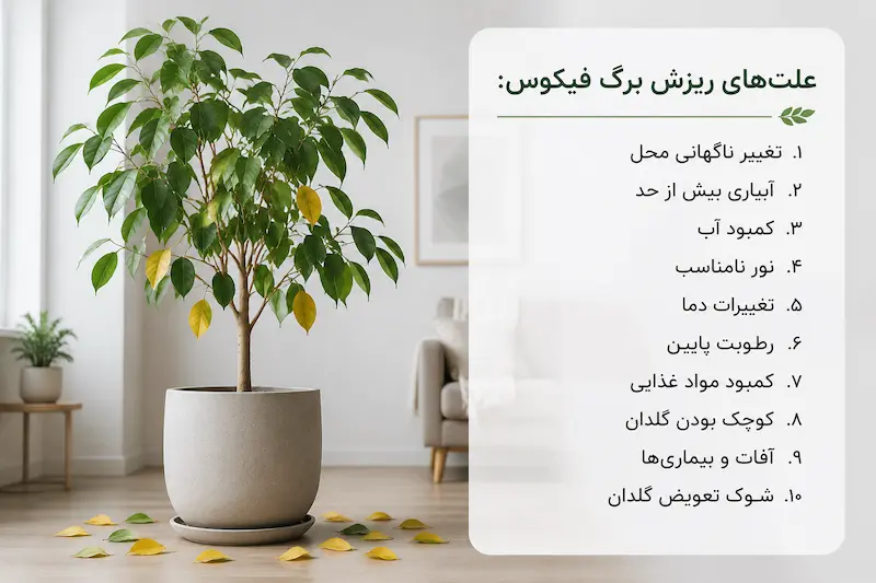ریزش برگ فیکوس