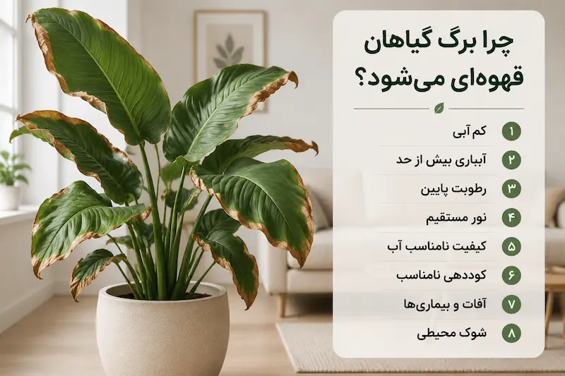 چرا برگ گیاه قهوه‌ای می‌شود؟