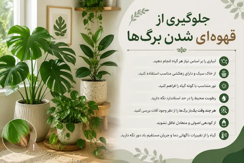 چگونه از قهوه‌ای شدن برگ‌ها جلوگیری کنیم؟