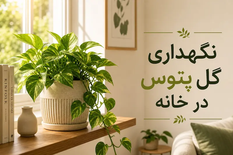 نگهداری گل پتوس در خانه