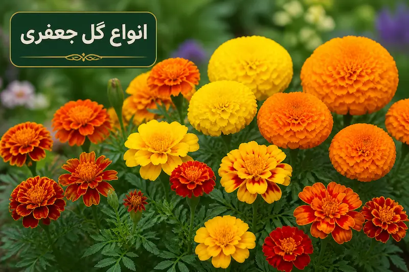 انواع گل جعفری