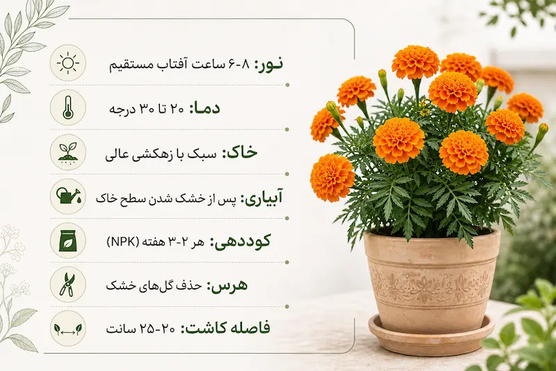 نگهداری گل جعفری