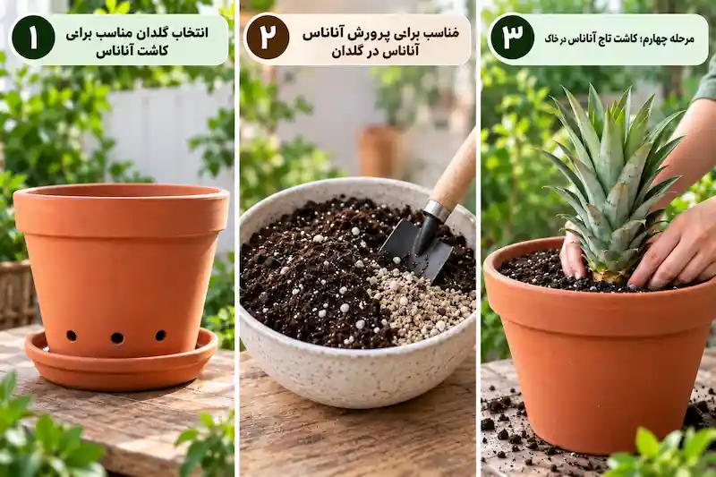 مراحل کاشت آناناس