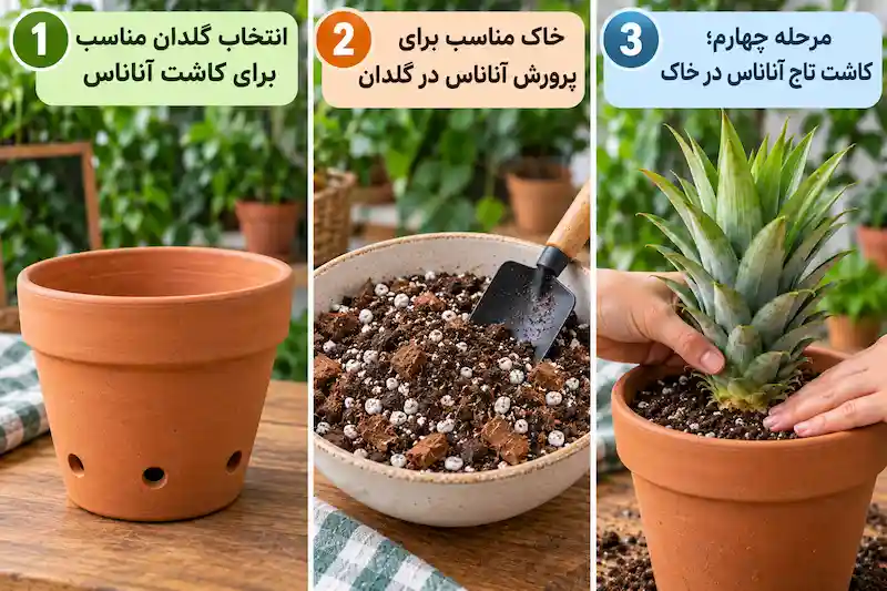 کاشت تاج آناناس در خاک